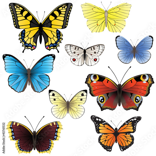 Butterfly set