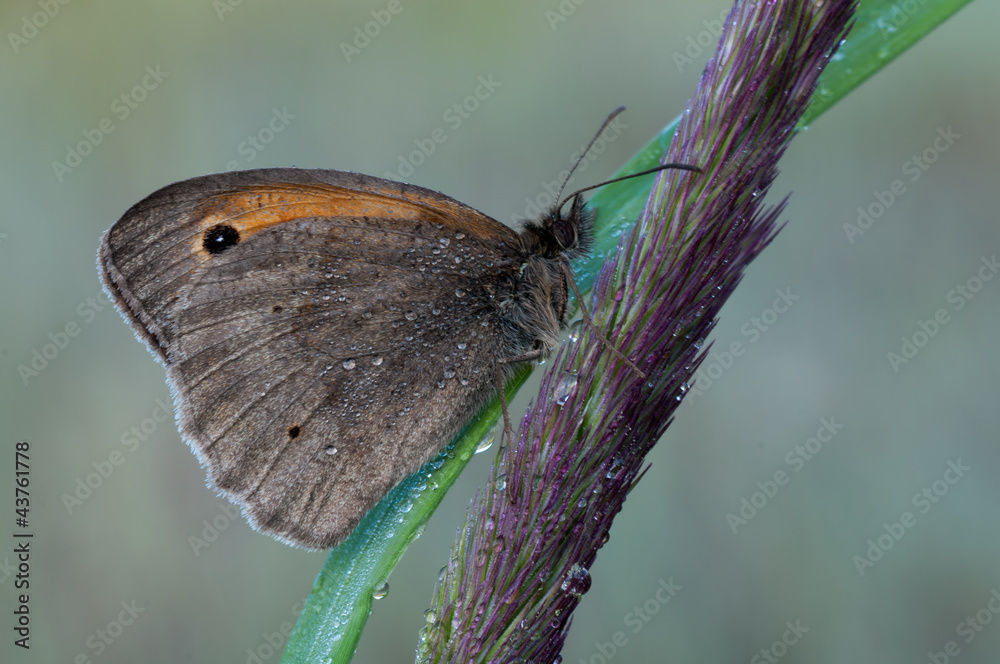 Fototapeta premium Maniola jurtina
