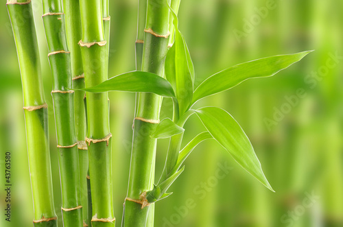 Fototapeta Naklejka Na Ścianę i Meble -  bamboo