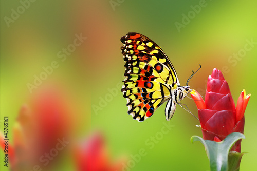Monarch Butterfly #43765161