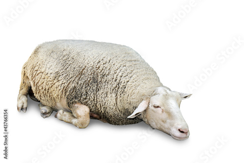 Sleeping sheep on white