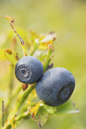 A pair of blueberries on the bush. Vertically.