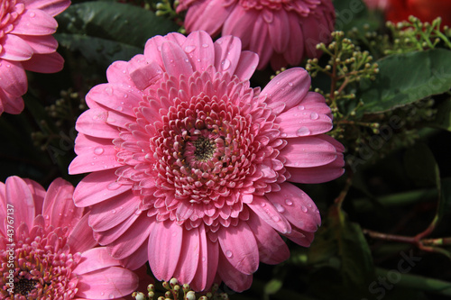 Wet pink gerbera