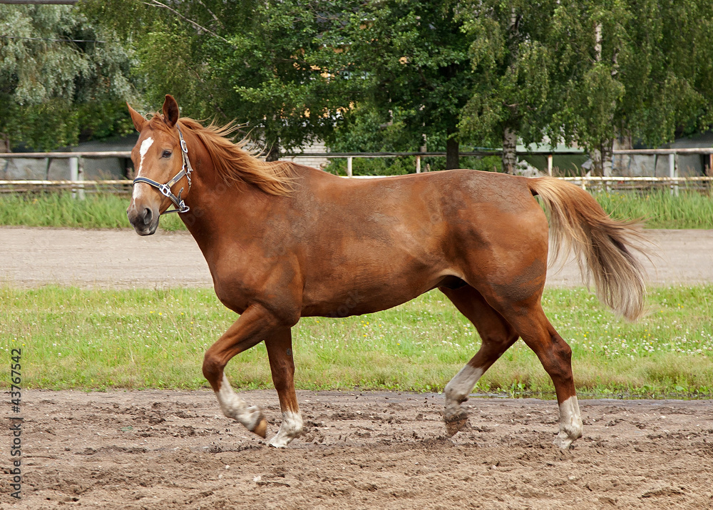 Fototapeta premium horse, field and sky