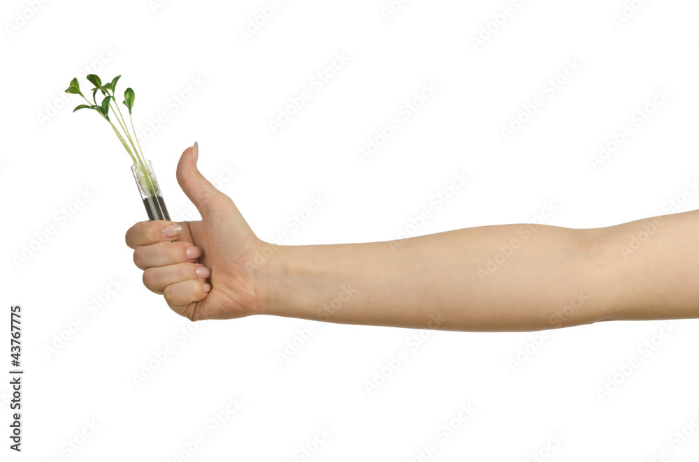 Hand holding tube with seedling on white