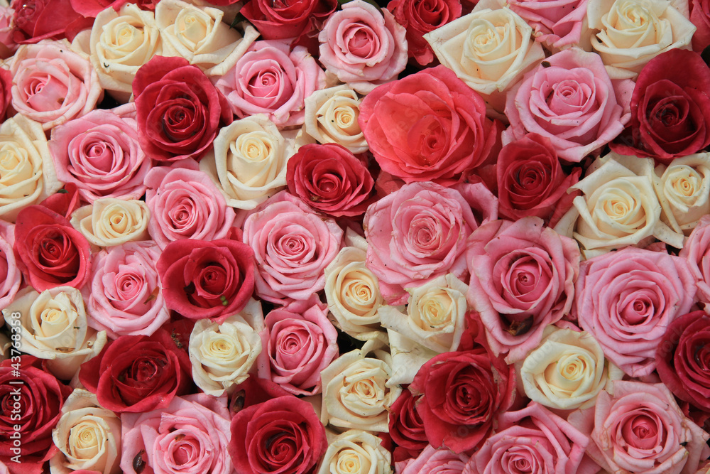 White and pink roses in arrangement White and pink roses in arrangement
