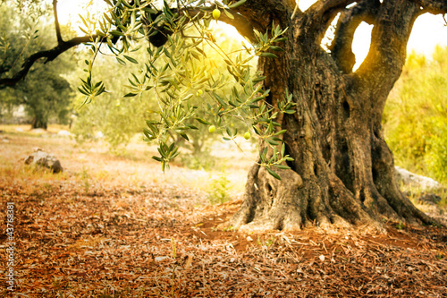 Obraz na plátně Old olive tree