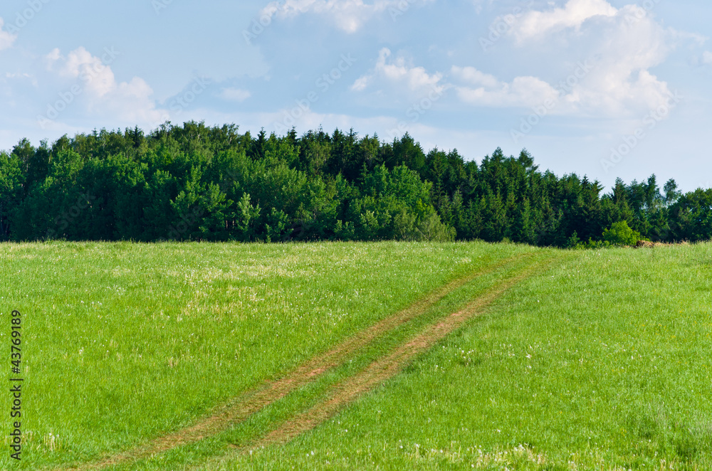 Path near the forest