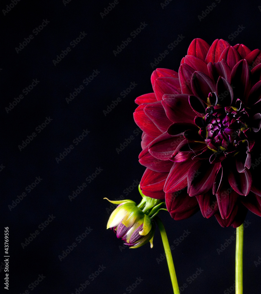 Dahlia