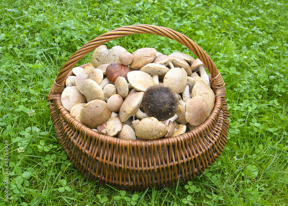 Mushrooms Mushrooms