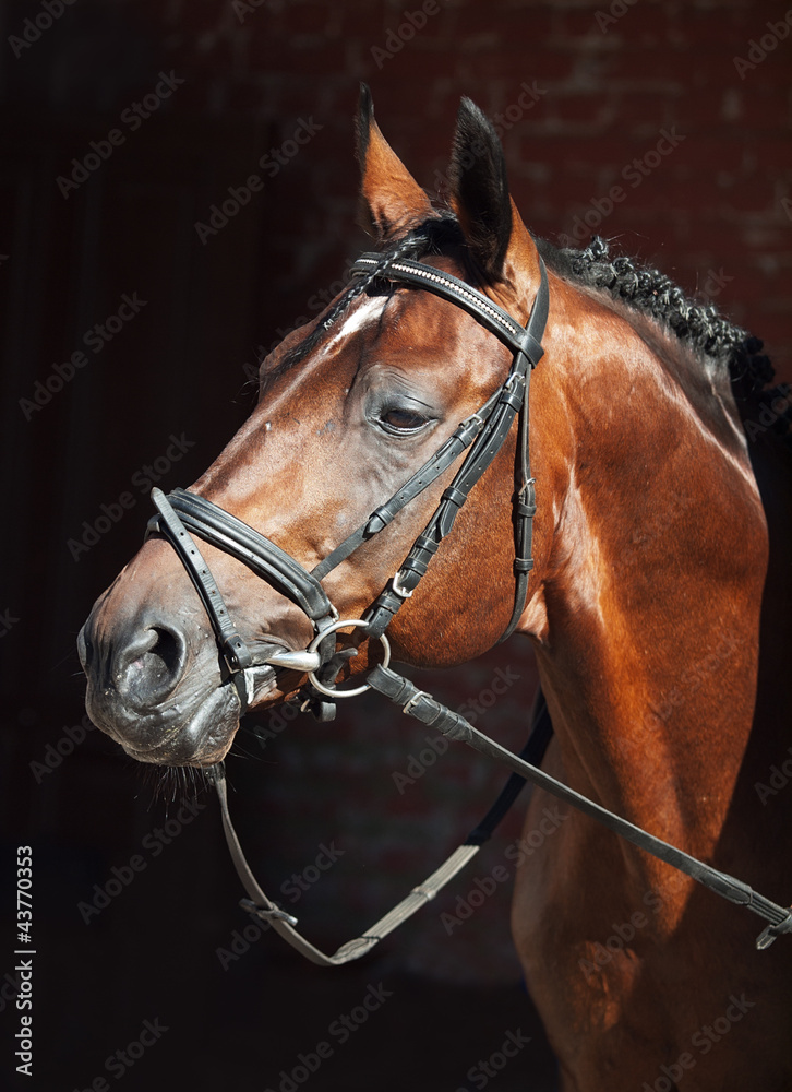 portrait of beautiful stallion on stable background portrait of beautiful stallion on stable background