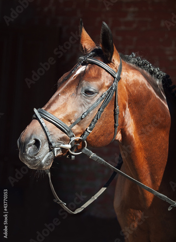portrait of beautiful stallion on stable background © anakondasp