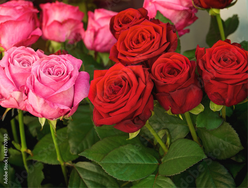 Rote Rosen  rosa  Symbol f  r Liebe  Rosenstrau    Floristik