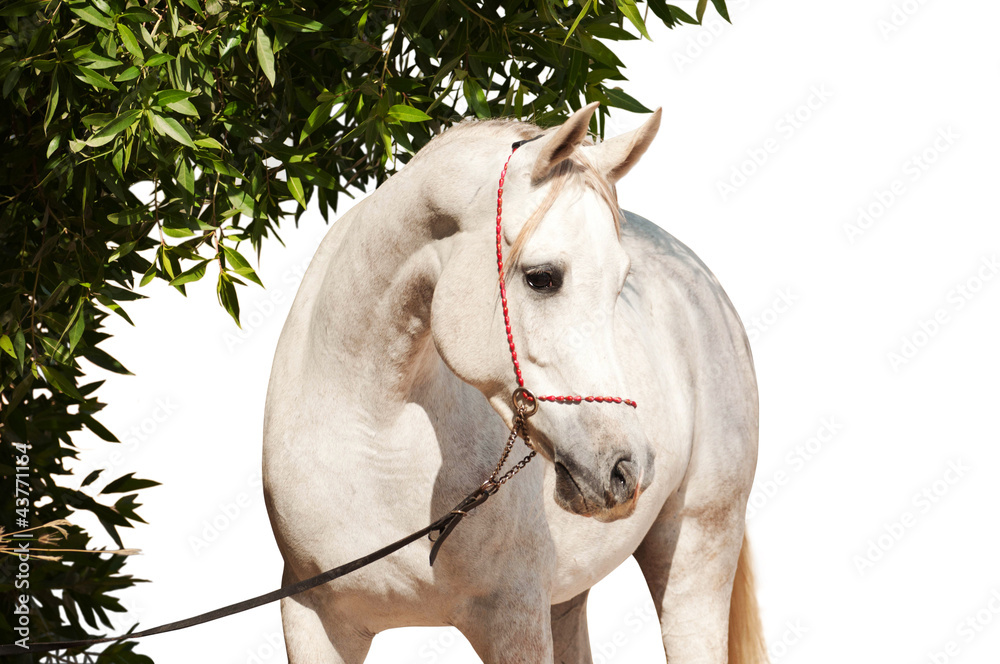 White Arabian Horse on a pasture isolated