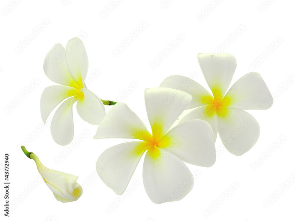 Naklejka premium Tropical flowers frangipani (plumeria) isolated on white backgro