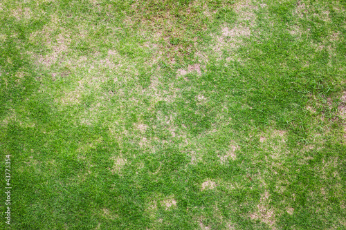 green grass texture for background