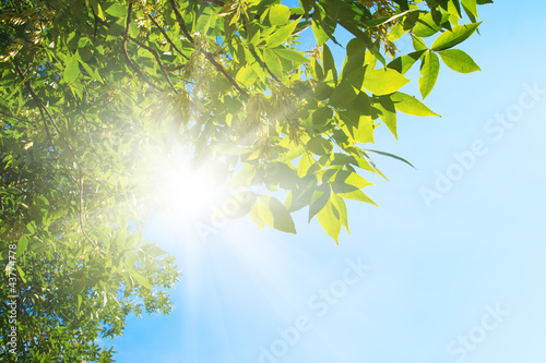 Branch green leafes in sunny day