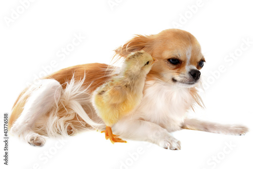 фотографія chihuahua and chick