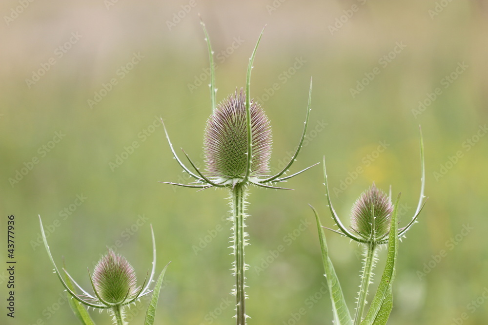 Wilde Karde (Dipsacus fullonum) Wilde Karde (Dipsacus fullonum)