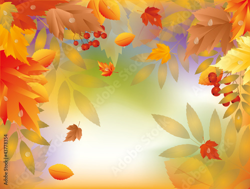 Autumn card with maple leafs. vector illustration © CaroDi