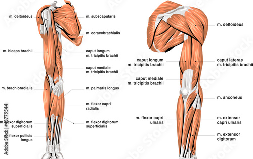 human arm muscles