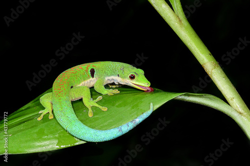 peacock day gecko, phelsuma quadriocellata