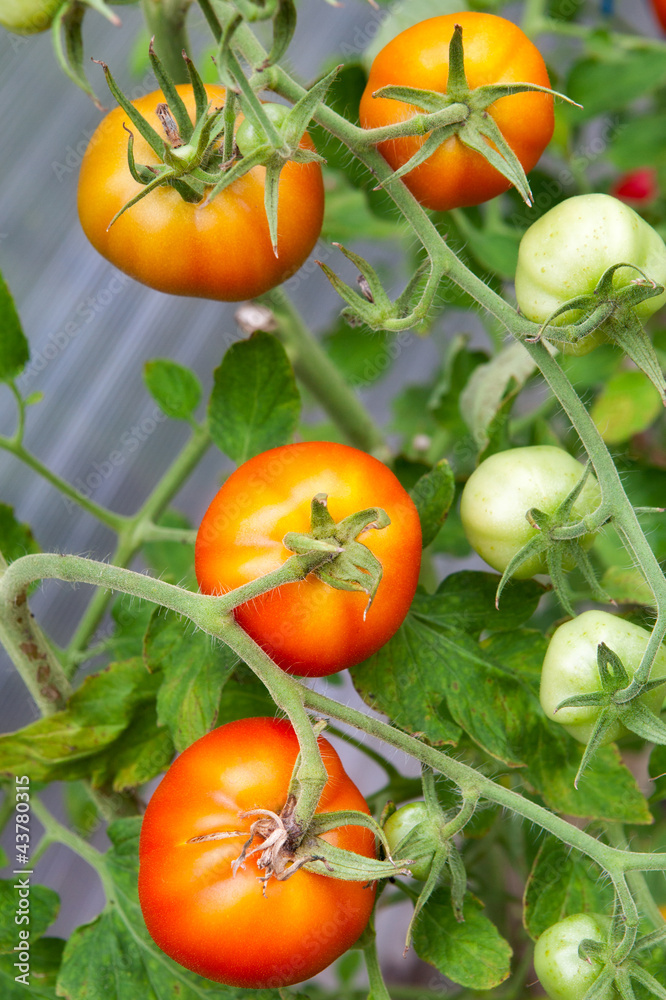Fresh tomatoes on branch