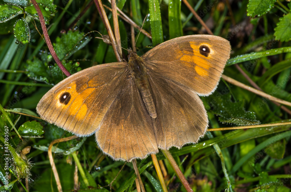 Obraz premium Meadow Brown butterfly (Maniola jurtina)