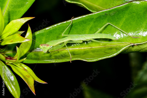 praying mantis, ranomafana photo