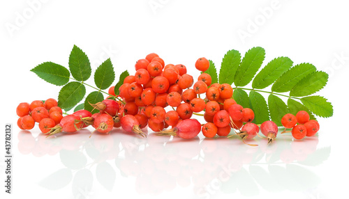 a bunch of rowan berries and rose hips on a white background