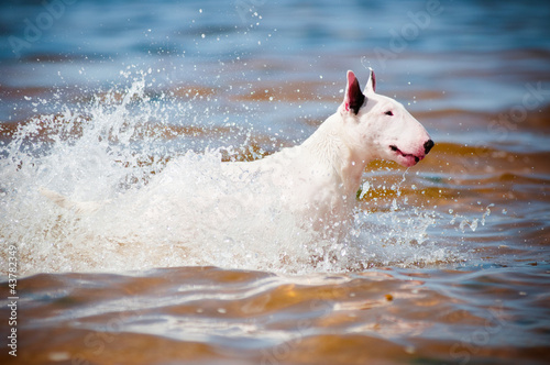 white dog jumps in the sea