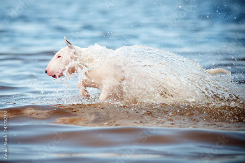 white dog jumping into water