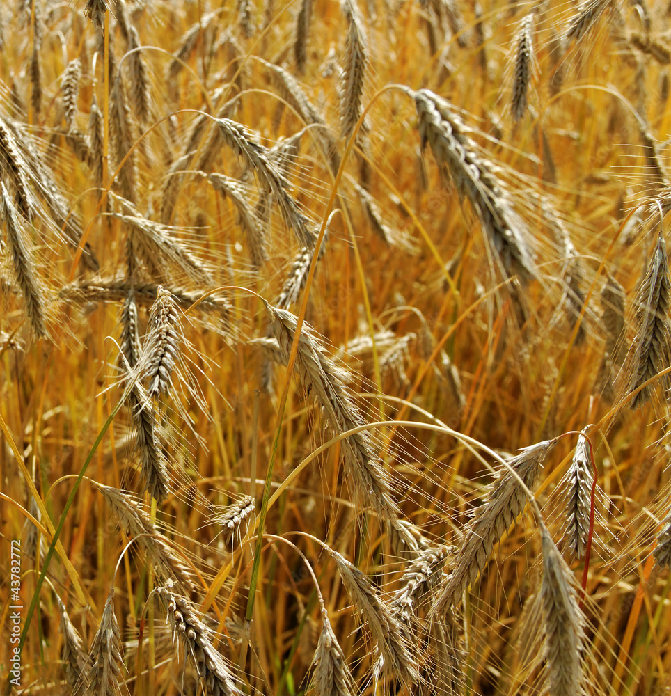 Fototapeta premium Field of wheat.