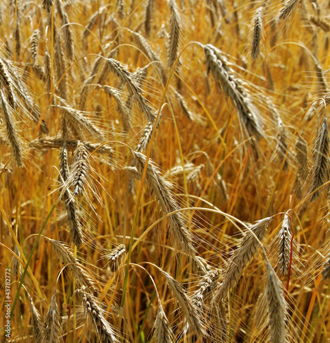 Field of wheat.