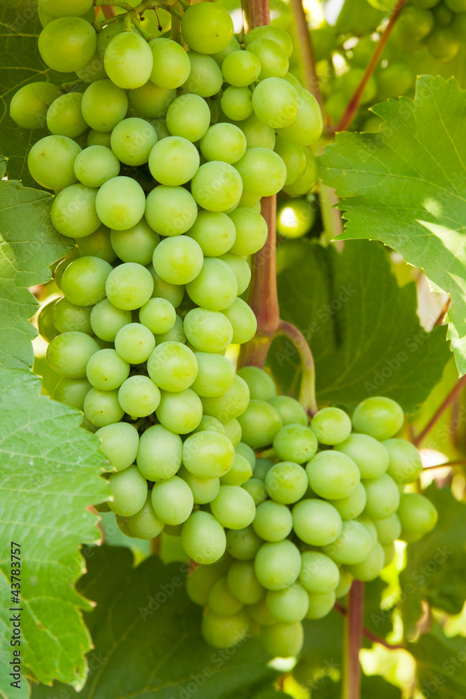 grapevine grapevine