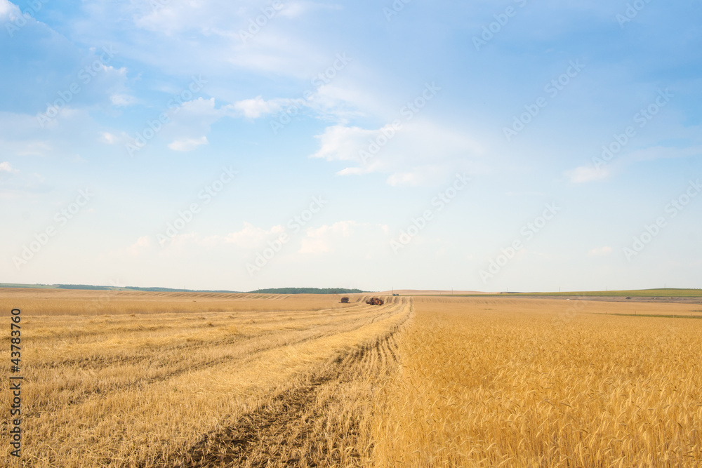 grain harvester combine in field