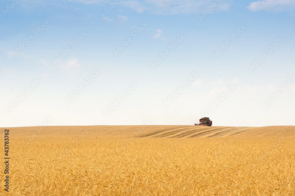 grain harvester combine in field grain harvester combine in field