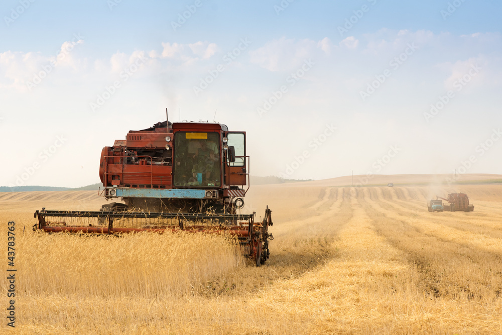 Fototapeta premium grain harvester combine in field