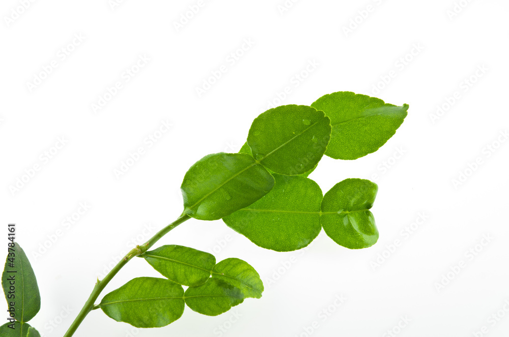 Fresh Kaffir lime leaves isolated on white Fresh Kaffir lime leaves isolated on white