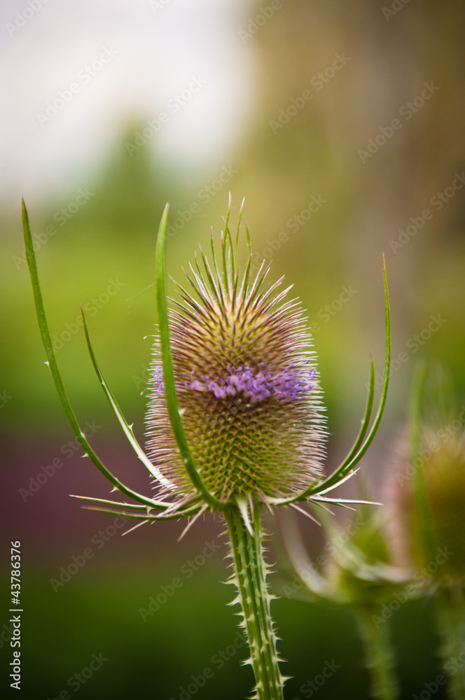 Summer flower Summer flower
