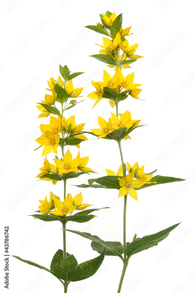 Yellow loosesrife wild flowers