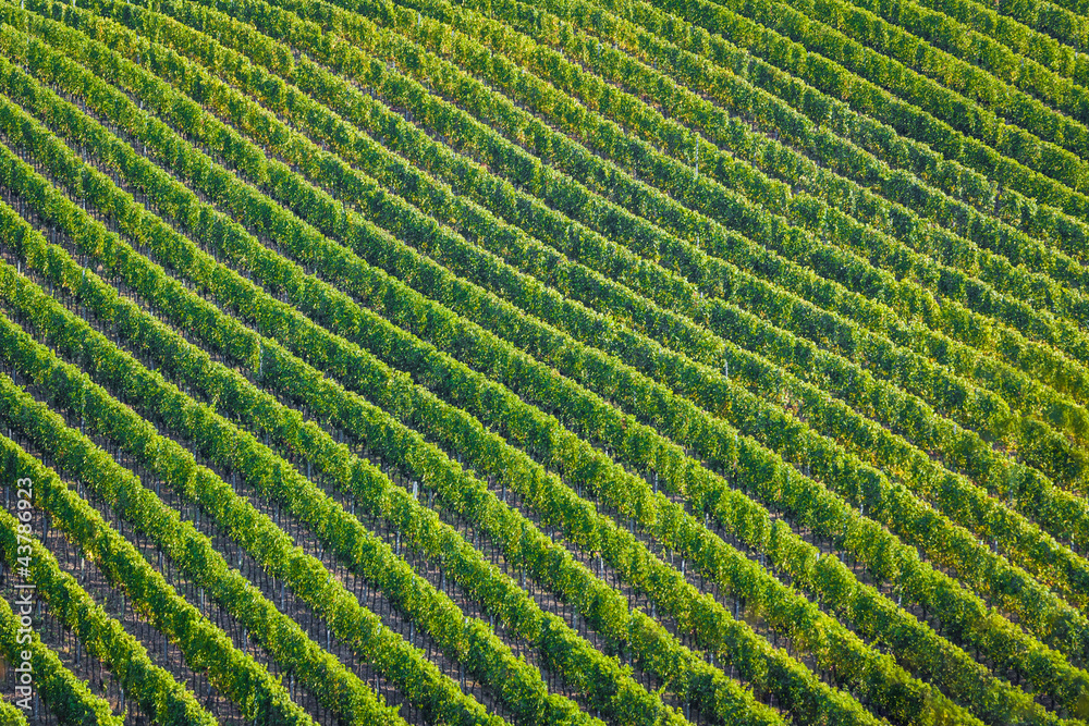 Plenty of vine rows in Palava, Czech Republic Plenty of vine rows in Palava, Czech Republic
