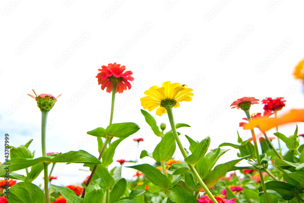 Obraz premium colorful zinnia flowers in the garden