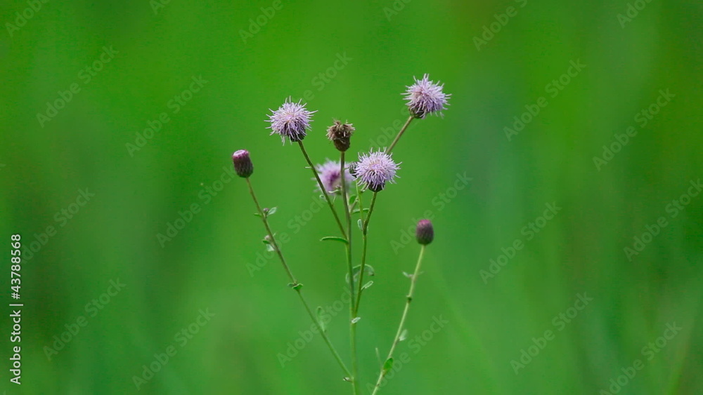 Wildflowers, shallow depth of focus. Wildflowers, shallow depth of focus.