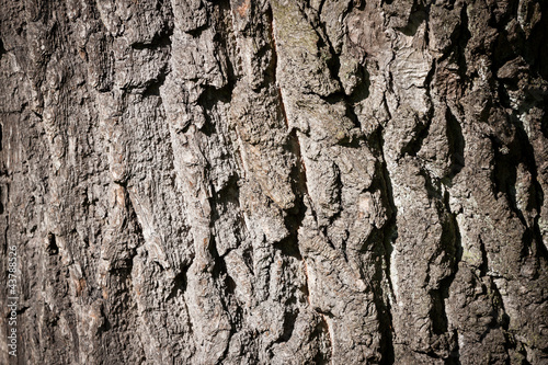 Texture of cortex of a tree
