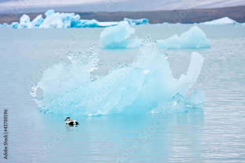 duck iceberg