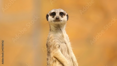 Meerkat looking out for danger and ready to signal an alarm. photo