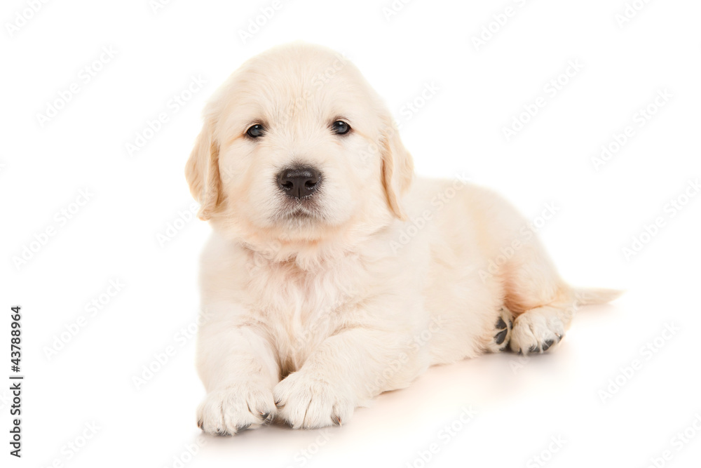 Golden retriever puppy