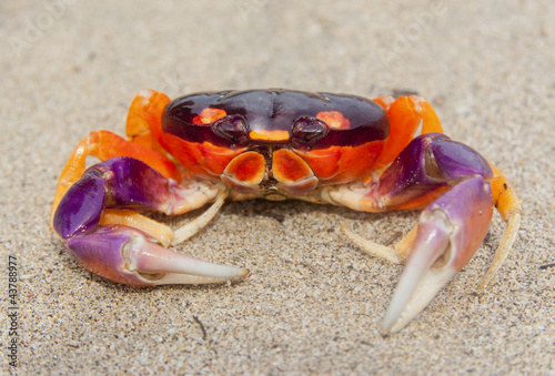 Tropical Land Crab in Costa Rica