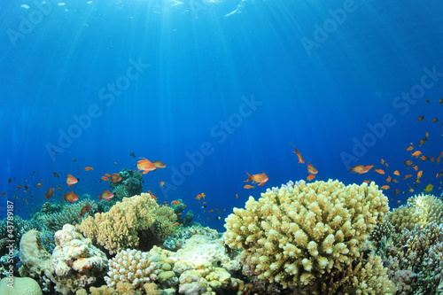 Coral Reef in Ocean